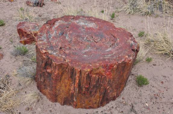 Madeira petrificada há mais de 200 milhões de anos, no Petrified Forest National Park, no Arizona - Estados Unidos